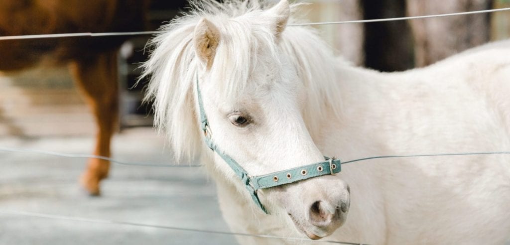 Image of The Banyans equine therapy horses