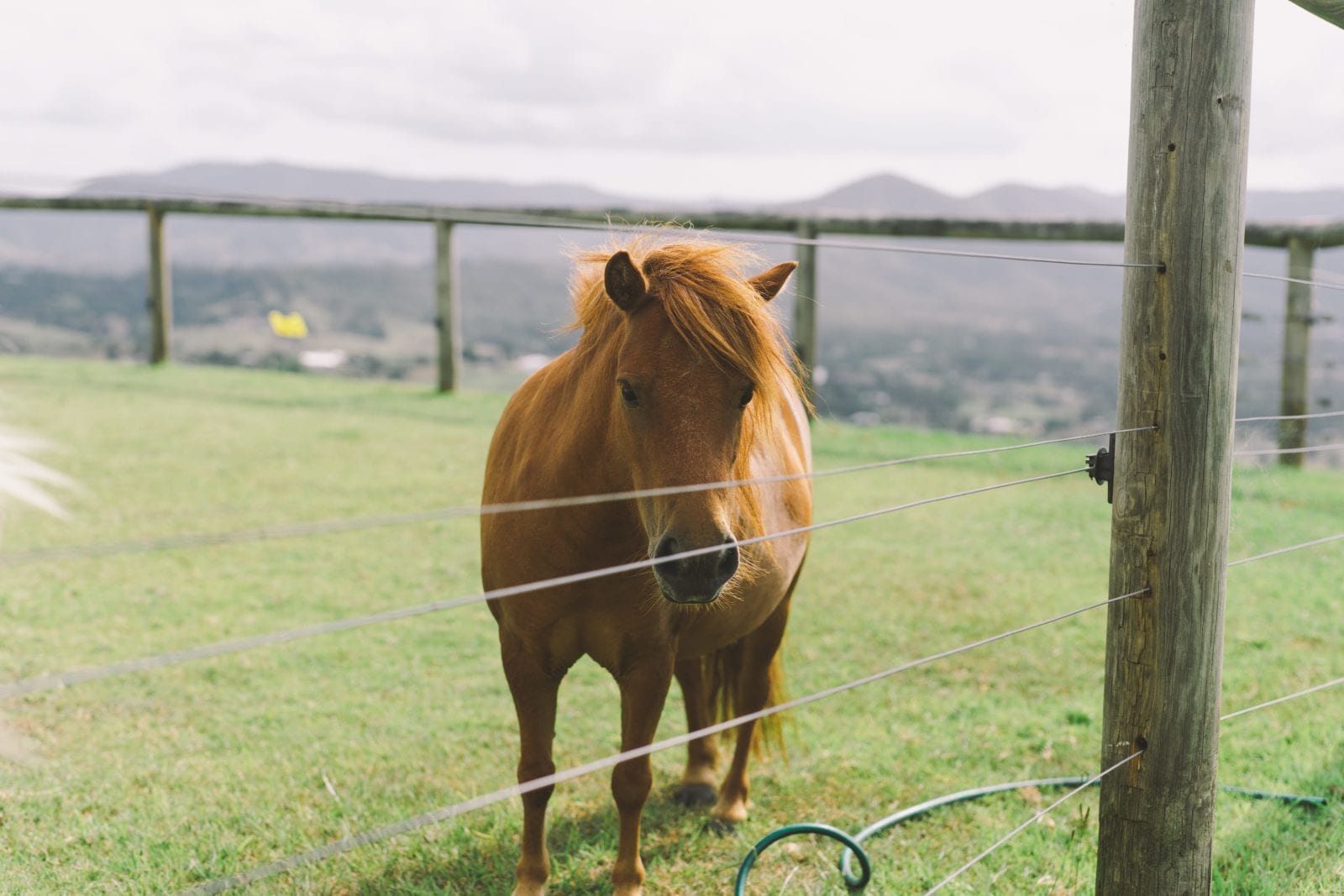 An image of an equine therapy horse in a a field at The Banyans