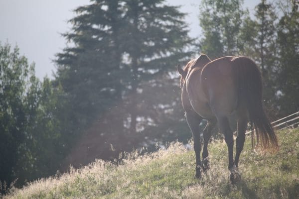 An image of an equine therapy horse at The Banyans