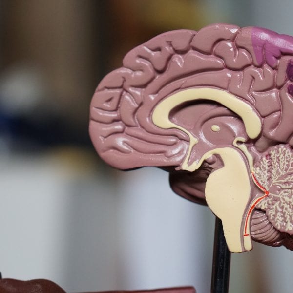 The brain plays a complex role in addiction and recovery.