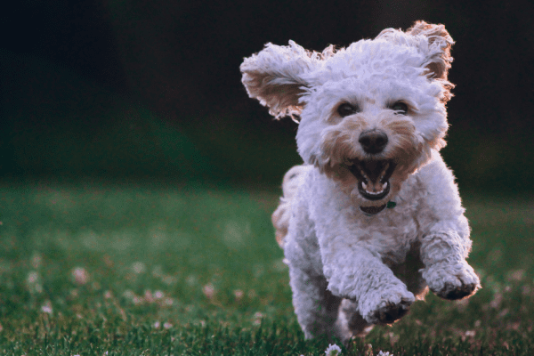 small dog running in a field