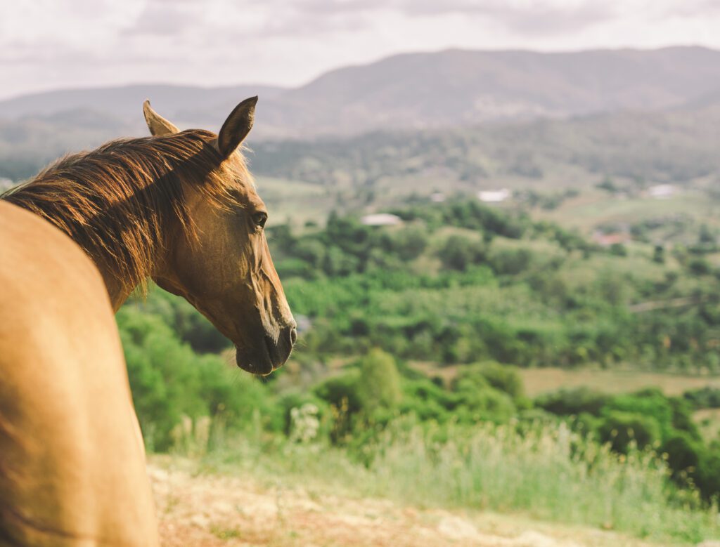 The Banyans equine therapy horse in its paddock at The Banyans luxury rehab