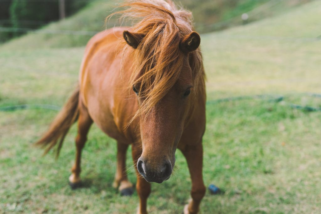 Equine therapy has shown to be a powerful inclusion in the best drug rehab programs.