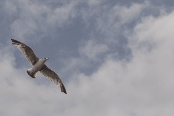 Bird Flying