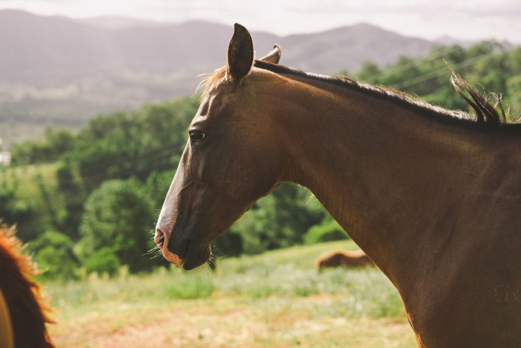 Horse