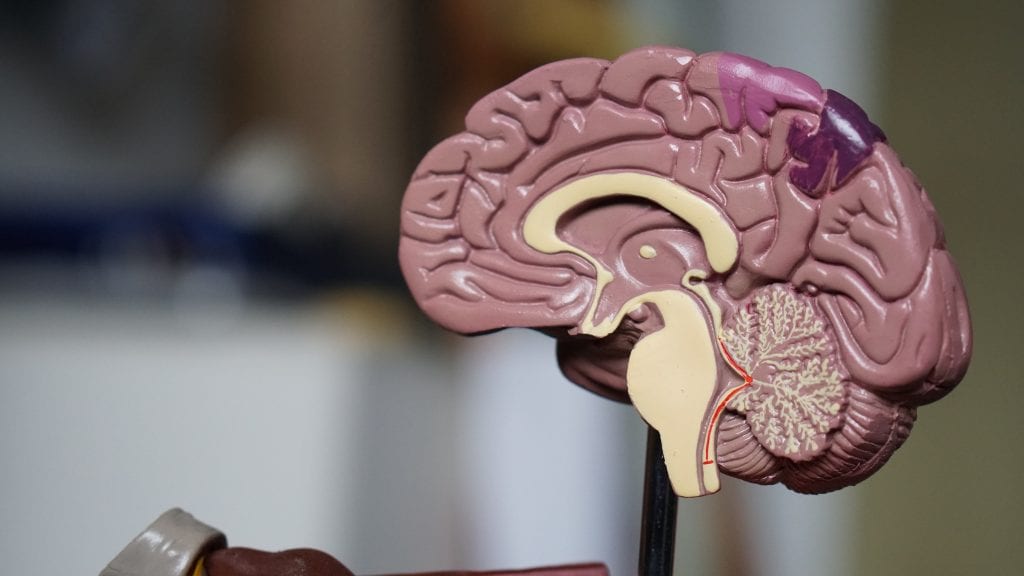 Image of a cross-section of the brain.