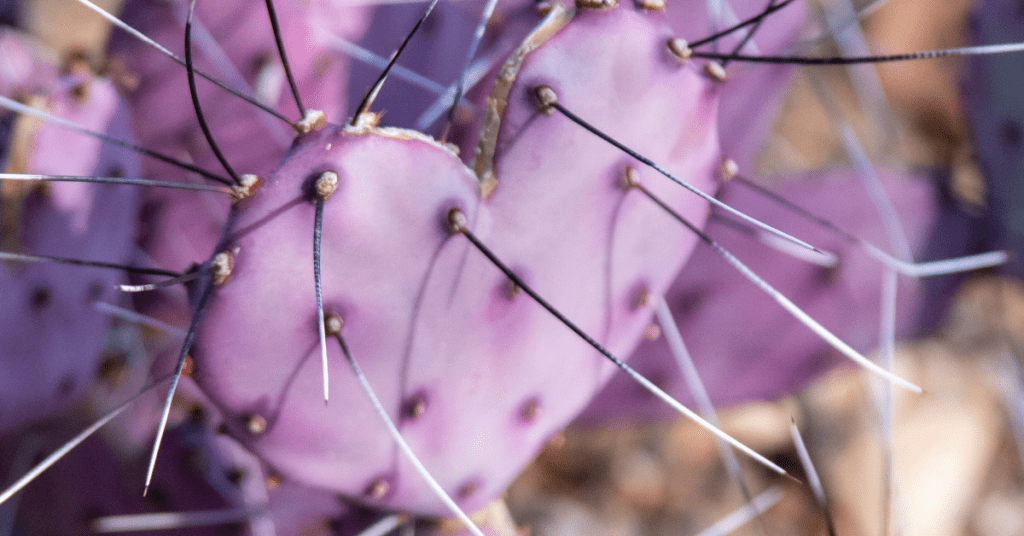 purple cactus with spikes
